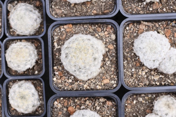 Top view of many small 'Mammillaria Plumosa' feather cactus plants