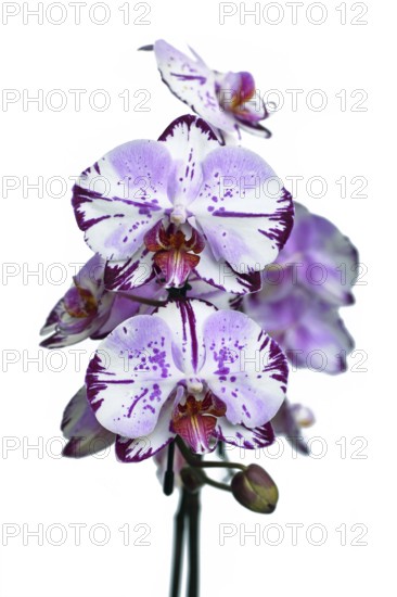 Close up of two colored purple and white flowers of 'Phalaenopsis Magic Art' orchid on white