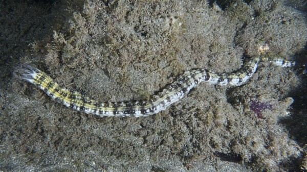 A snake sea cucumber (Euapta lappa), sea cucumber, slithers across the sandy seabed. Dive site