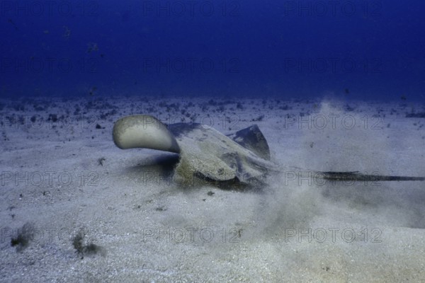 Round stingray (Taeniura grabata) stirring up sand as it moves across the seabed, Los Champignones