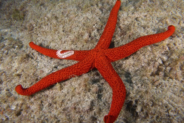A bright red starfish (Echinaster sepositus) lies spread out on the sandy bottom. A fire bristle