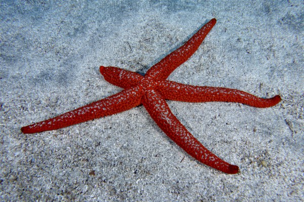 Red starfish (Echinaster sepositus) with five outstretched arms lying on a sandy bottom. Dive site