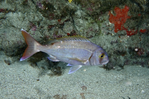 Silver fish with conspicuous tail, red seabream (Pagellus erythrinus), swimming in front of a rock,
