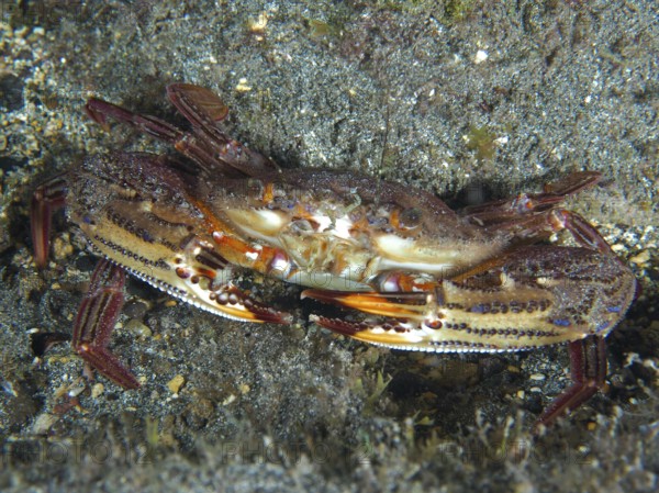 Large crab with patterned carapace, red swimming crab (Cronius ruber), lies on rocky seabed. Dive