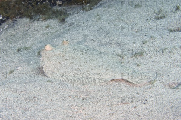 Wide-eyed turbot (Bothus podas maderensis), flounder, with a speckled body lies well camouflaged on