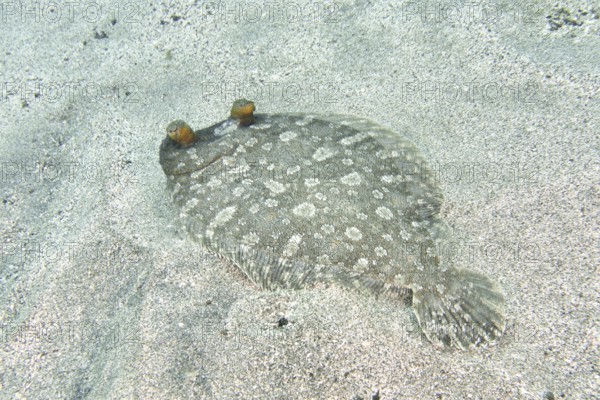 A flounder, wide-eyed turbot (Bothus podas maderensis) with a spotted pattern on the seabed. Dive
