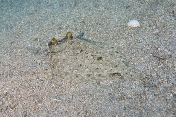 Wide-eyed turbot (Bothus podas maderensis), flounder, with protruding eyes, well camouflaged on the