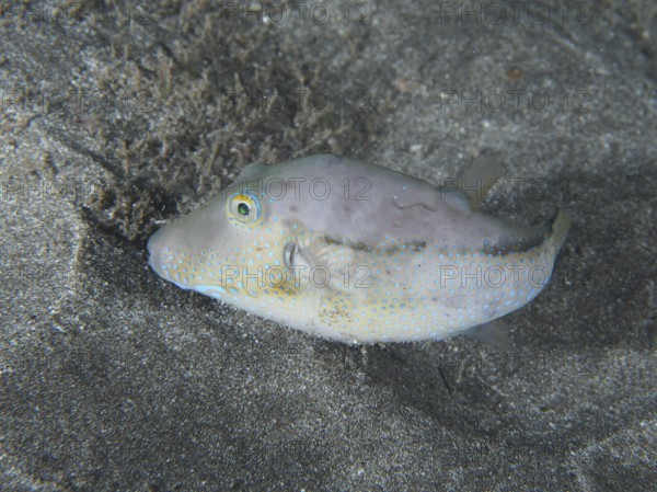 A pointed pufferfish (Canthigaster rostrata) on the sandy seabed at night. Dive site Playa, Los