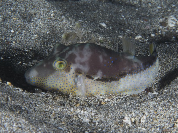 A pointed head pufferfish (Canthigaster rostrata) sits in the sandy area, conspicuous by its blue