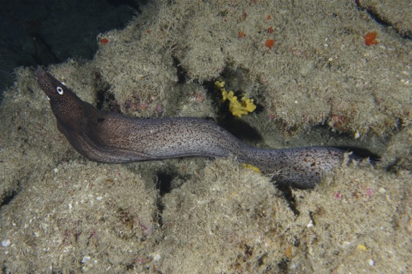 A Muraena augusti (Muraena augusti) meanders between algae-covered rock formations in the dark sea,