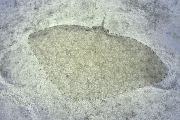 A butterfly ray (Gymnura altavela), perfectly camouflaged, lies on a sandy bottom in clear water.