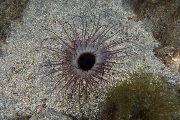 A cylindrical rose (Pachycerianthus) spreads its tentacles on the sandy seabed. Dive site Bufadero,