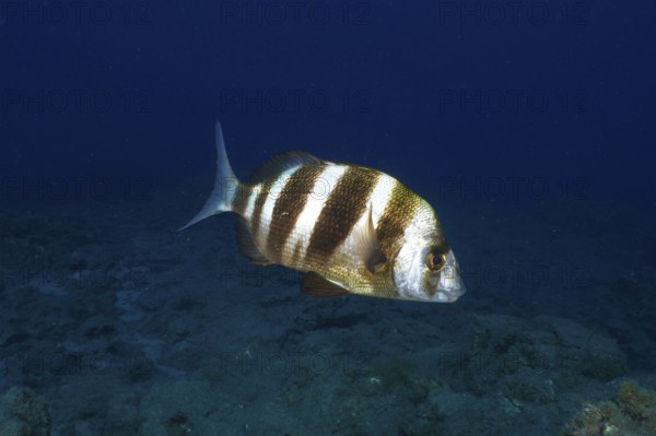 A striped fish, zebra bream (Diplodus cervinus cervinus), swims underwater in a calm blue