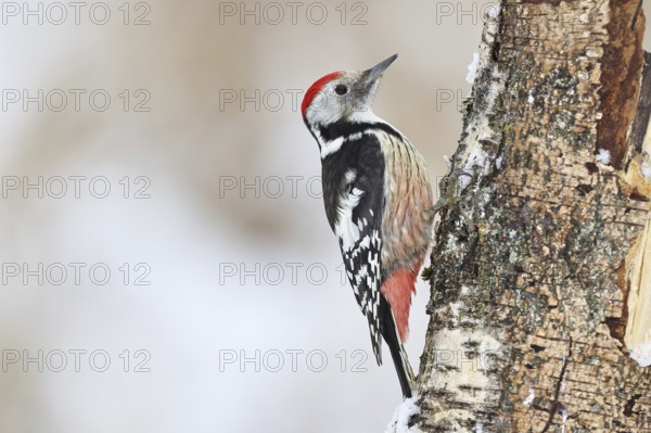 Middle spotted woodpecker (Dendrocopos medius) foraging on the trunk of a grey birch (Betula