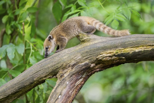 South American coati (Nasua nasua) youngster on an old tree trunk, captive, Zoo Augsburg