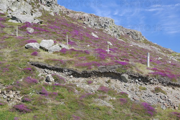 Flowering hill covered with pink heather and rocks under a blue sky, Eshaness, Shetland Islands,
