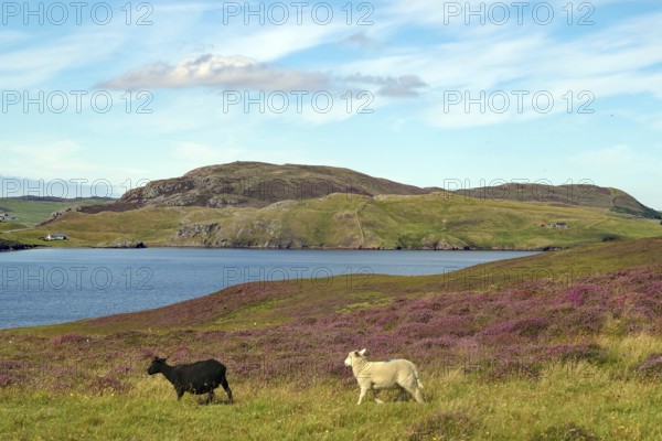 Two sheep grazing on green hilly landscape next to a loch under cloudy sky, heather blossom,