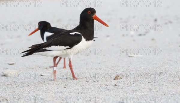 An oystercatcher (Haematopus ostralegus) with a long red beak, red eyes, red legs and black and