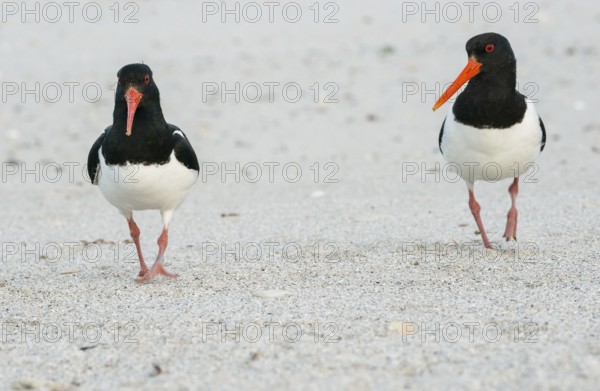 Two oystercatchers (Haematopus ostralegus) with long red beaks, red eyes, red legs and black and