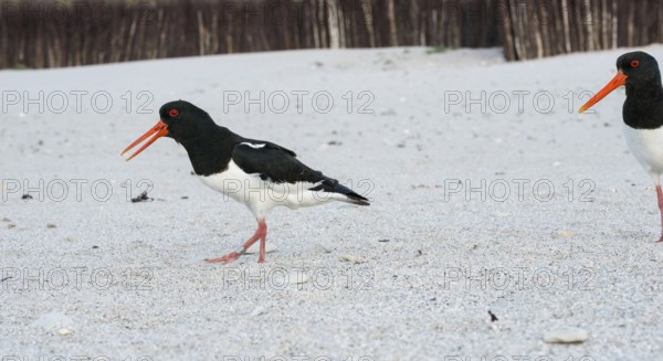 African oystercatcher (Haematopus ostralegus) with long red beak, red eyes, red legs and black and
