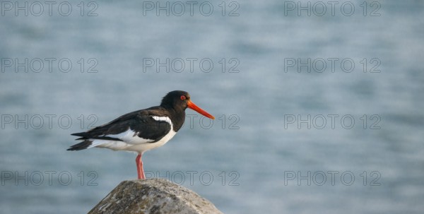An oystercatcher (Haematopus ostralegus) stands on a stone by the sea in front of the blue water,