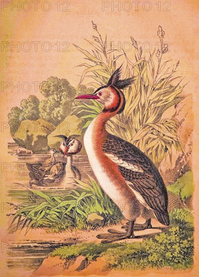 Great crested grebe (Podiceps Scalloped ribbonfish) family with chicks on the river bank, reeds,