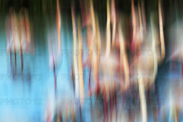Flamingos in pond, colourful, wipe effect, motion blur, background image, text free space,