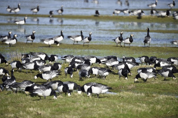 Barnacle geese, white-fronted geese, (Branta leucopsis) on the Katinger Watt, Schleswig-Holstein,