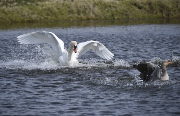 Mute swan (Cygnus olor) chasing a grey goose (Anser anser) on a lake, Schleswig-Holstein, Germany