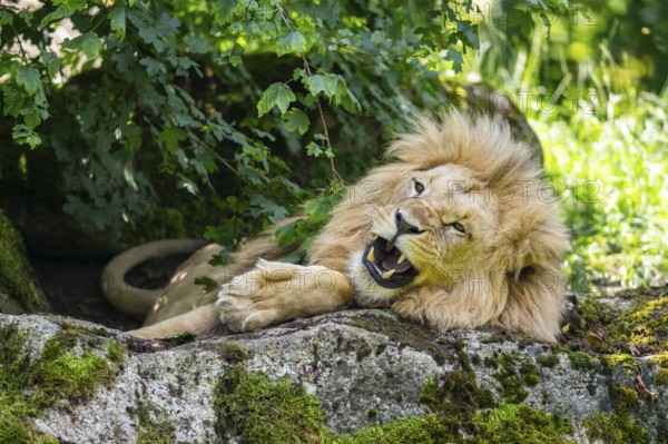 Southern African lion (Panthera leo melanochaita) male, lying on a rock, captive, Zoo Augsburg,