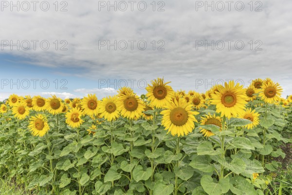A bright field of sunflowers stretches to the horizon, their yellow petals glowing in the soft