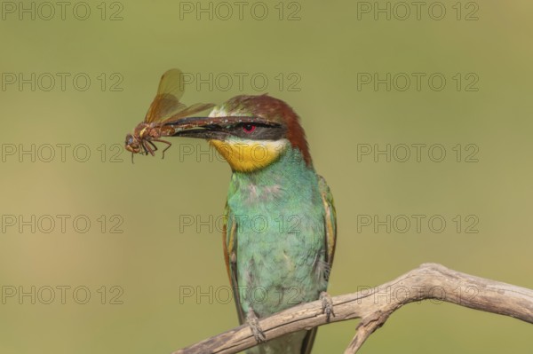 European bee-eater (Merops apiaster) with a flock in its beak on a branch in spring. Jechtingen,