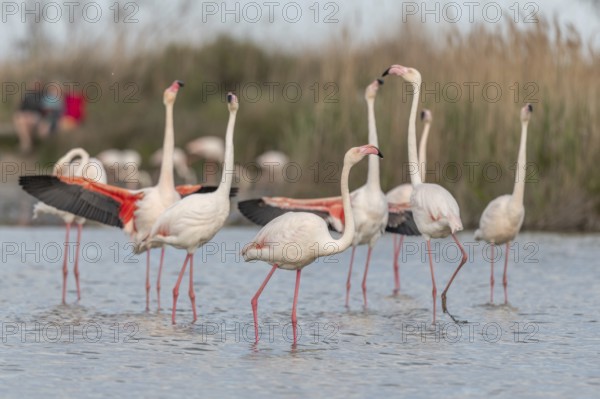 A flamingo opens its wings and highlights its magnificent plumage. The scene captures the essence