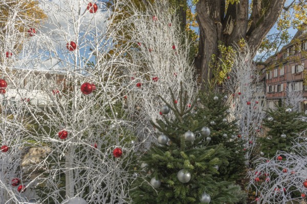 In a lively municipal park, white trees decorated with red and silver ornaments stand against a