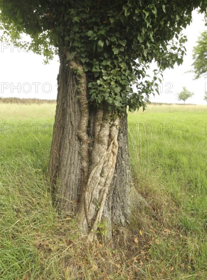 Ivy (Araliaceae) with arm-thick roots climbing up an old pear tree (Pyrus), Mostviertel, Lower