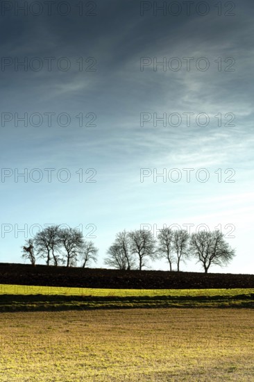 Tall trees stand silhouetted against a blue and gray sky, creating a striking sight in a peaceful