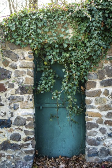 A rustic stone wall covered with lush green ivy features a weathered turquoise door. The tranquil