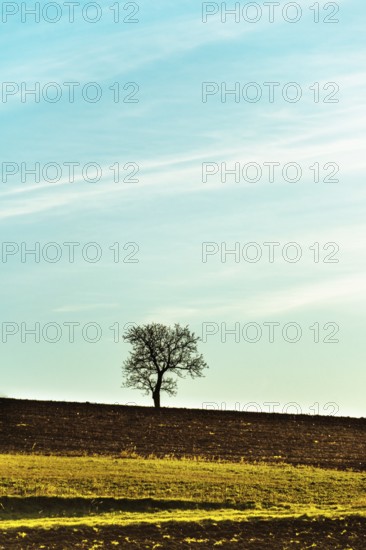 A solitary tree stands atop a gently rolling hill, silhouetted against a vibrant sky filled with