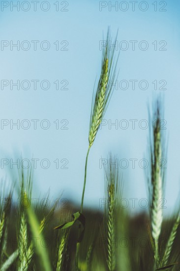 Tall wheat stalks rise against a clear blue sky, gently swaying in the warm summer breeze. Sunlight