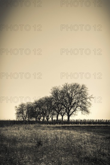 A row of bare trees stands silhouetted against the fading light of the evening sky, Puy de Dome,
