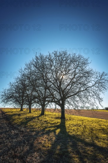 Bare trees stand on a grassy hillside, their long shadows stretching across the landscape as the