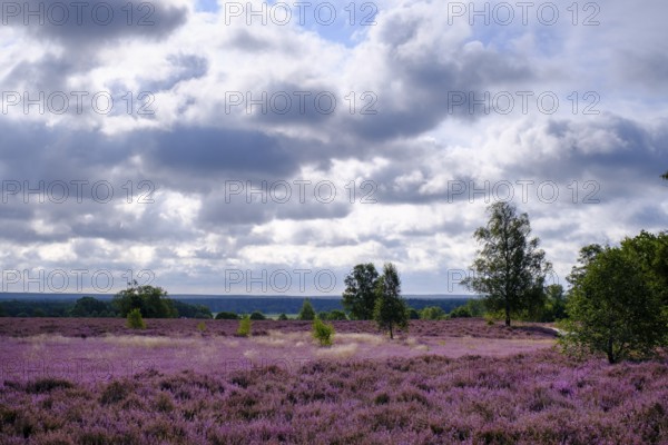 Heath on Wietzer Berg, broom heather blossom, Südheide, Lüneburg Heath, near Faßberg, Lower Saxony,