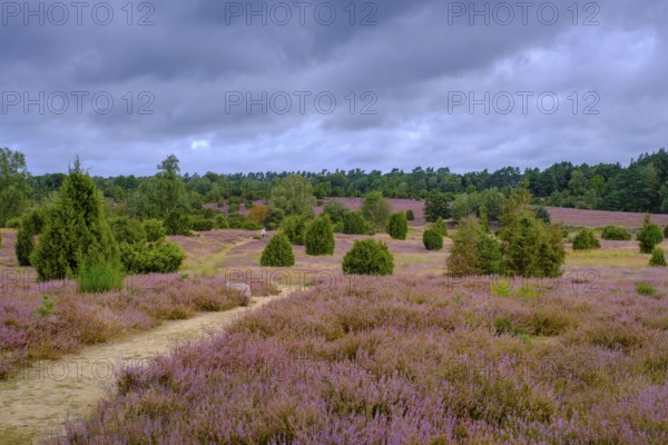 Ellerndorfer Heide, broom heather blossom, Südheide, Lüneburg Heath, near Eimke, Lower Saxony,