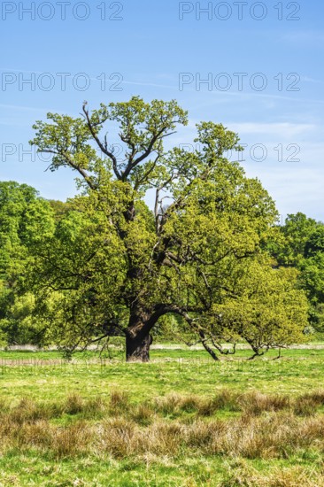 Shugborough Estate, National Trust House and garden, Great Haywood, Staffordshire, England, United
