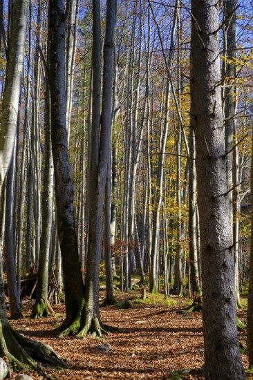 Trees in the forest near the Lainbach waterfalls, Lainbach, Lainbachtal, Kochel am See, Upper