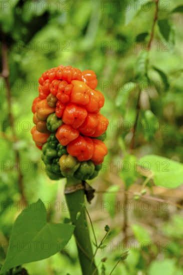 Common arum (Arum maculatum) at Pyrmont Castle, on the Elz, Southern Eifel, Rhineland-Palatinate,