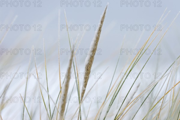 Beach grass (Ammophila arenaria) covered with snow, close-up, dune landscape of Norddeich, North