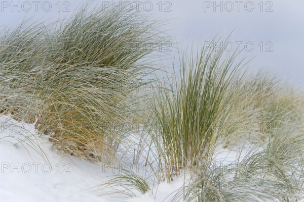 Marram grass (Ammophila arenaria) in the snow-covered dune landscape of Norddeich, North Sea, Lower