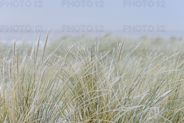 Beach grass (Ammophila arenaria) covered with snow, dune landscape of Norddeich, North Sea, Lower