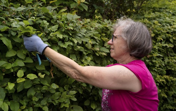 Elderly woman gardening, cutting, trimming hedge, wearing gloves, Stuttgart, Baden-Württemberg,